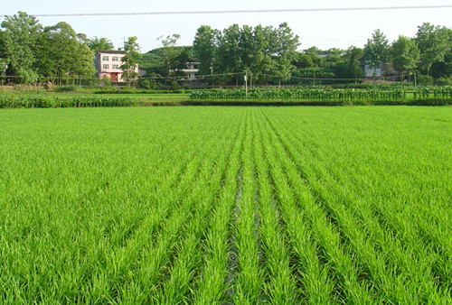 图片5 水稻机插栽培分蘖期长势