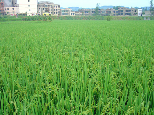 图片6 水稻机插栽培穗期长势
