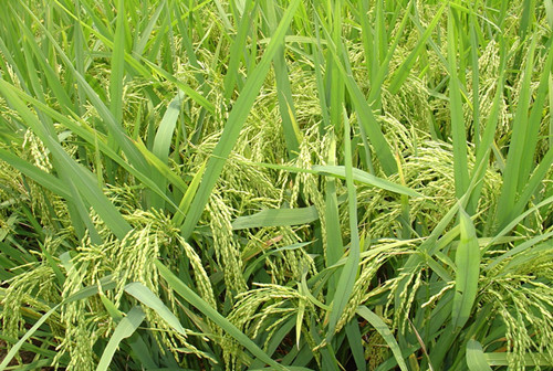 图片5 水稻抛秧栽培灌浆成熟