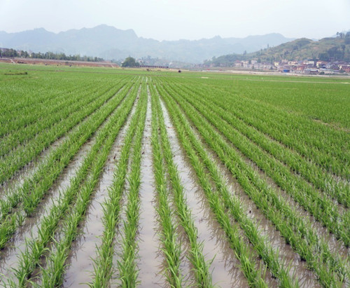图片3 水稻宽窄行栽培分蘖期长势