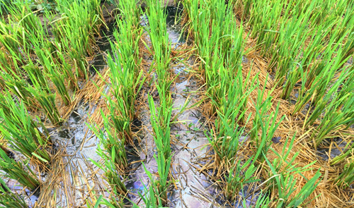 2017年重庆市种植业主推技术(四)--再生稻标准