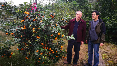 科技特派员带领帮扶对象现场考察柑橘新品种 