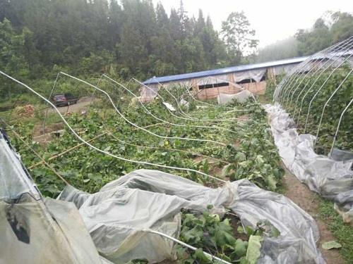 开州区渠口镇大棚蔬菜遭受大风灾害
