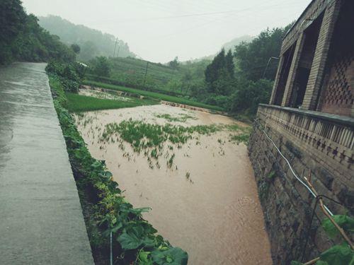 兴义镇水稻被淹没
