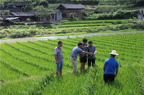 技术人员在水稻田间指导当地农民确定父母本花期并喷施“920”
