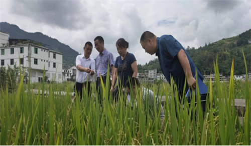 曾卓华站长在彭水县特种稻试验示范现场考察及指导