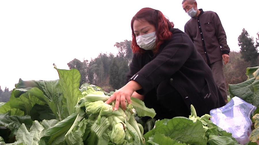 大足区哈佳蔬菜种植股份合作社负责人哈佳收获蔬菜
