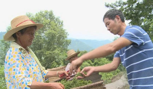 云阳县外郎乡五龙村支书正在与村民一道收获新鲜花椒