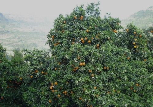 开县春橙结果树