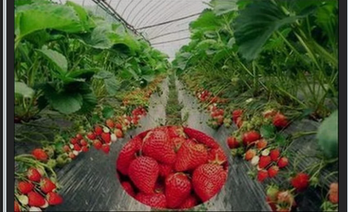 黔江蒲花园区草莓