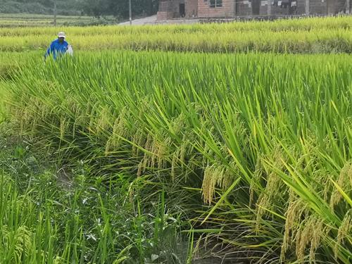 直播稻产量评估
